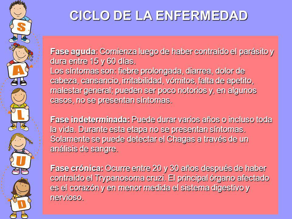 enfermedad de chagas fases